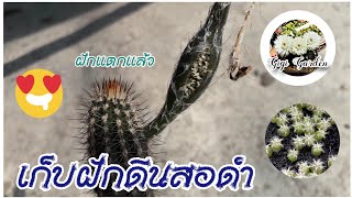 3.🌵ฝักดินสอดำ สุกแล้ว เก็บไปเพาะกัน my cactus