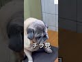 ご飯をガン見‼️『ヨシっ』は聞こえない🤭　 パグ　 おもしろ 犬　 かわいい犬 shorts