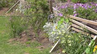 A look at my garden with Malva moschata, Thymus serpyllum,  Geranium Rozanne, Hemerocallis