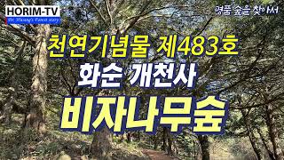 천연기념물 제483호 개천사 비자나무숲, 숲 전문 HORIM-TV