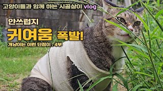 개냥이, 역대급 귀여움을 선물했다. 4부/ 고양이들과 함께 하는 시골살이 vlog