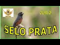 canto curió selo prata para encarte com intervalo