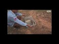 meet apopo herorats are expert in sniffing explosives landmines tnt