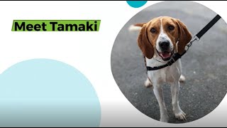 Tamaki at the Richmond SPCA