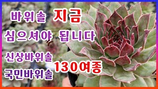 [24/10/23] 가을바위솔 #신상바위솔 #국민바위솔 #대량입고되었습니다