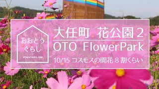 【10/15コスモス開花状況：ドローン映像】大任町の花公園のコスモスが８割くらい開花しました♪