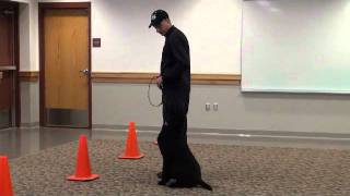Fizzy (Standard Poodle) Boot Camp Dog Training demonstration