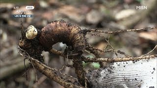 하모니카와 어울리는 자연, 한폭의 그림같은 풍경에 취하다 [자연인 / 다시보기]