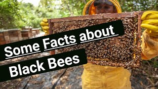 Interesting Facts about Killer Bees.  Killer Bees Are Very Aggressive behavior