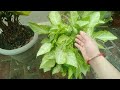 सिंगोनियम पौधे की देखभाल how to care for syngonium plant