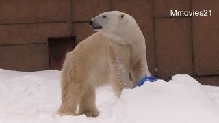 締めはタイヤ投げのデナリ~Polar Bear is playing