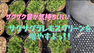 【多肉植物】【ガーデニング】寄せ植え用！！サクサグラレモスグリーンを増やすよ