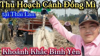 Thu hoạch Cánh Đồng Mì Tại Thái Lan. Khoảnh Khắc Bình An Tại Đất Thái.