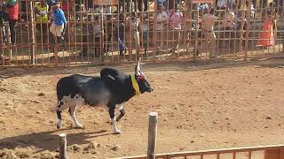 Mullukurichi  Jallikattu Video | ஜல்லிக்கட்டு | Namakkal Rasipuram Jallikattu