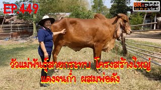 EP.449 วัวแม่พันธุ์สายกระทบ โครงสร้างใหญ่ แดงจนก่ำ ผสมพ่อดัง