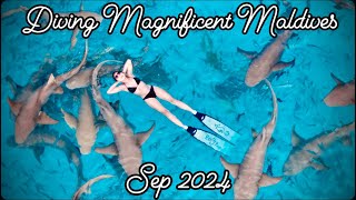 Diving Magnificent Maldives - 2024   HD 1080p