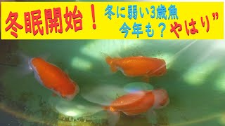 【金魚・らんちゅう】冬眠開始！☆21’-17