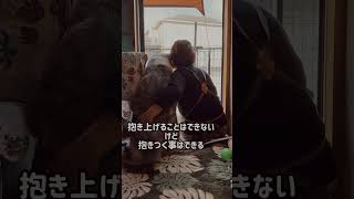 癒しの存在 #秋田犬 #犬のいる暮らし