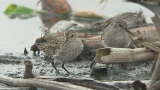 ヒバリシギ第1回冬羽・冬羽131102茨城県