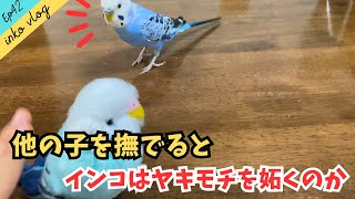 【inko vlog】新しいインコをよしよししたら、変なテンションになったセキセイインコ【Ep.42】