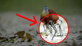 The 10 Most Bizarre Features in Animals