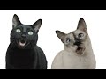 PPAP Pen Pineapple Apple Pen (Cat Version)