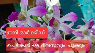 365 ദിവസവും ഓർക്കിഡ് പൂക്കാൻ ഈ കാര്യം അറിഞ്ഞിരുന്നാൽ മതി | Glory Farm House