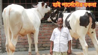 কামাল ভাইয়ের ADL বীজের হাই পার্সেন্টের বকনার সেরা কালেকশন | Kamal Dairy Farm | BD Krishi