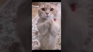 Funniest Videos 2022 😂 Funny Cats 🐱 #cute #cat #short #24