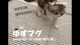 ゆずマグepisode20「猫はなぜ箱が好きなのか」 YouTube