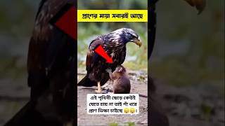 প্রাণের মা'য়া সবার'ই আছে 🥲 #animals #hearttouching #shorts