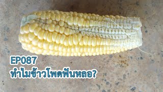 EP087 คลินิกเกษตร ทำไมข้าวโพดฟันหลอ