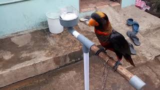 Ciprut A Dusky Lory Selfie