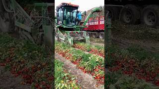 The process of harvesting tomatoes with mechanical automation equipment