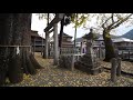 巨樹名木探訪　「花岡神社のイチョウ」　木の情報発信基地　p2280603