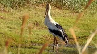 MAGUARI (CICONIA MAGUARI), MAGUARI STORK, CEGONHA, CAUANÃ, JABURU-MOLEQUE, JOÃO-GRANDE, MAGUARIM.