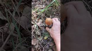 Křemenáč osikový  / Leccinum rufum 🧡🧡🧡 #houby #houbaření #hubarcenie #mushrooms