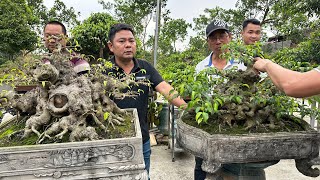 NHIỀU CÂY ĐẸP QUÁ - TƯNG BỪNG BONSAI, CÂY CẢNH CHÀO XUÂN TẠI NHÀ VƯỜN AN, HỮU BẰNG