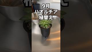 9月 ハオルチア 植替え