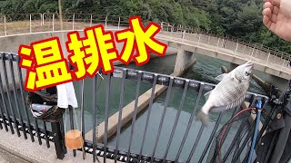 【碧南海釣り公園の温排水】釣り/海釣り/碧南海釣り公園/碧南釣り広場/温排水/衣浦湾/クロダイ/チヌ