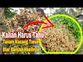 Cara baru menanam kacang tanah agar panen melimpah