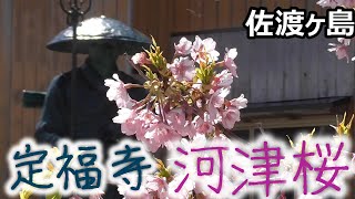 [SADO-観光] 佐渡で希少な河津桜が満開・・・佐渡・相川の長手岬近くにある定福寺