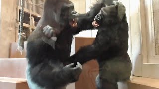 Annie controls the energy of Shabani and Kiyomasa's excitement. Gorilla, Silverback.