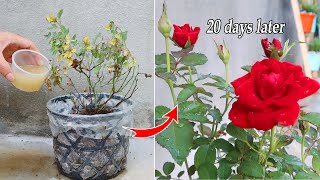 How to save rose plants by homemade compost from kitchen waste | Rose tips