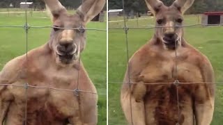 This buff kangaroo looks like it's on steroids!