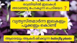 എന്തു കൊണ്ടാണ് ഈ ചെടിക്ക് Butterfly എന്ന് പേര് വന്നത്? 8606386934