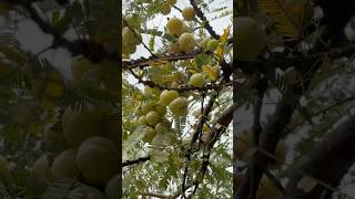 தண்ணீர் ஏன் இனிக்குது 💦 Amla Indian Gooseberry | காட்டு நெல்லிக்காய் #villagelife #natural #health