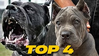 The Top 4 CANE CORSO Myths | They Are Not What You Think