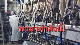 รีดนมวัวอย่างไร ไม่ให้นมวัวเสีย!#เครื่องรีดนมวัวอัตโมัติ #cow