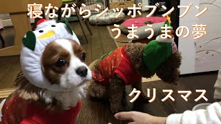 キャバリア犬　寝ながらシッポブンブン　うまうまの夢　クリスマス